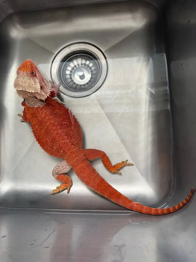 Bearded Dragon