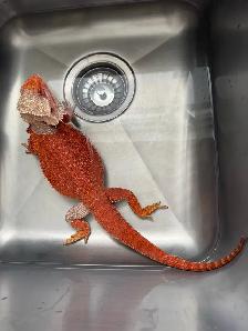 Bearded Dragon