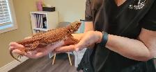 Bearded Dragon - Photo 2