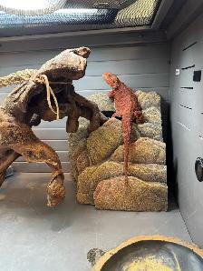 Bearded Dragon - Photo 3
