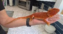 Bearded Dragon - Photo 5
