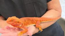 Bearded Dragon - Photo 6