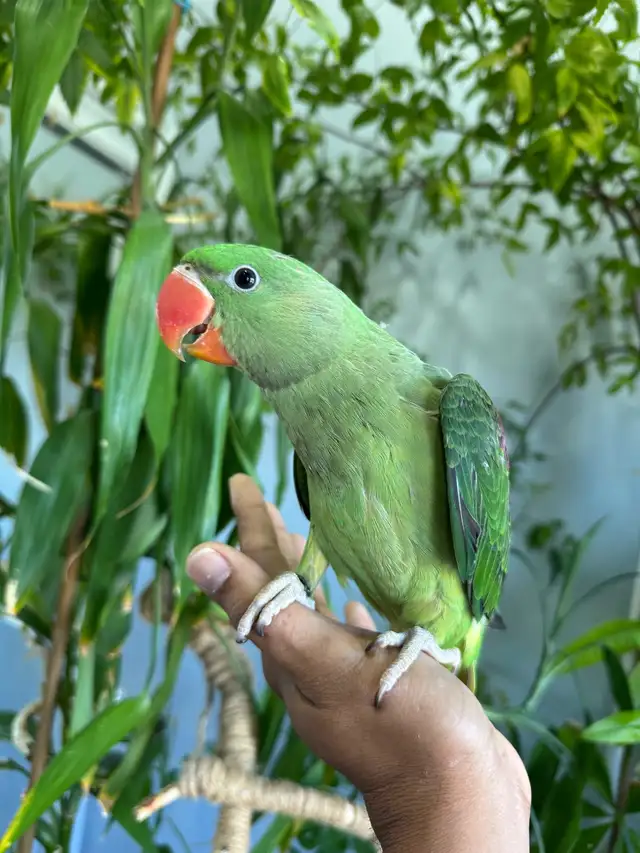 Alexandrine Baby parrot