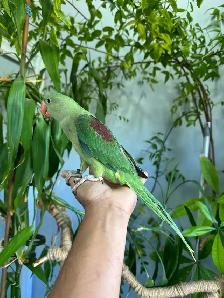 Alexandrine Baby parrot - Photo 3
