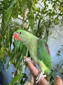 Alexandrine Baby parrot - Photo 5