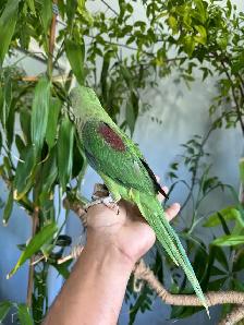 Alexandrine Baby parrot - Photo 8