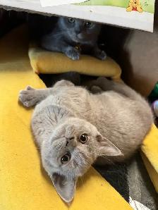 plush lilac Scottish fold Siamese girl