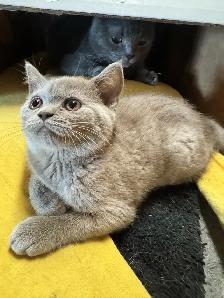 plush lilac Scottish fold Siamese girl - Photo 2