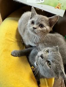 plush lilac Scottish fold Siamese girl - Photo 4