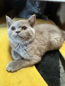 plush lilac Scottish fold Siamese girl - Photo 5