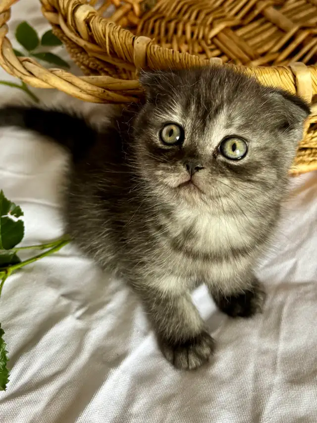 Purebred Scottish Fold kitten