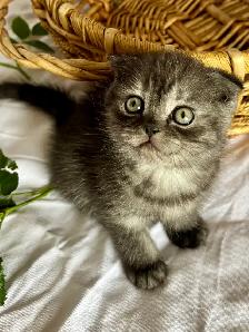Purebred Scottish Fold kitten
