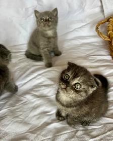 Purebred Scottish Fold kitten - Photo 3
