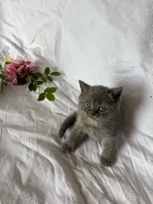 Purebred Scottish Fold kitten - Photo 4