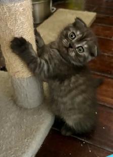 Purebred Scottish Fold kitten - Photo 5