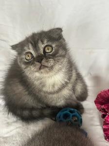 Purebred Scottish Fold kitten - Photo 6