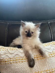 Ragdoll kittens