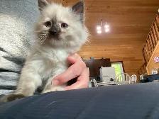 Ragdoll kittens - Photo 2