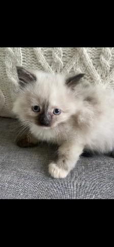 Ragdoll kittens - Photo 3
