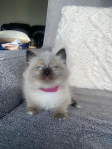 Ragdoll kittens - Photo 4