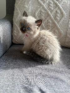 Ragdoll kittens - Photo 5