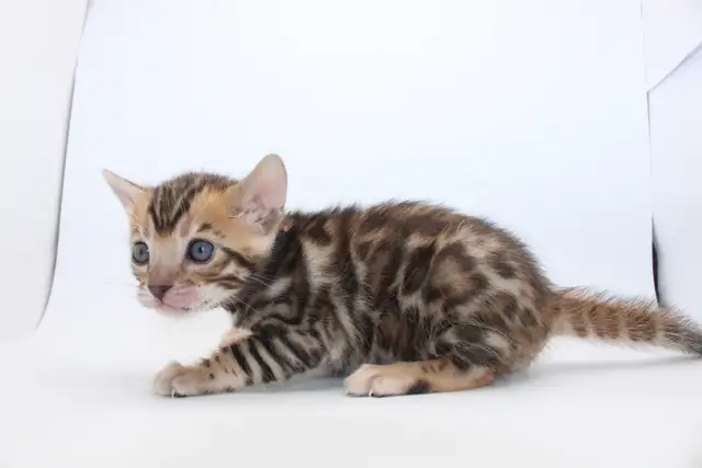 TICA Registered Bengal Kittens - available to reserve