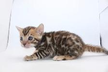 TICA Registered Bengal Kittens - available to reserve