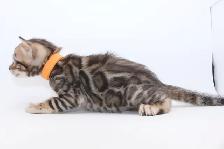 TICA Registered Bengal Kittens - available to reserve - Photo 3
