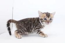 TICA Registered Bengal Kittens - available to reserve - Photo 5