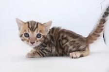 TICA Registered Bengal Kittens - available to reserve - Photo 6