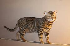 TICA Registered Bengal Kittens - available to reserve - Photo 9