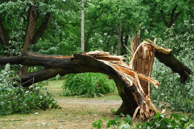 Tree and debris removal