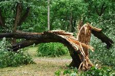Tree and debris removal