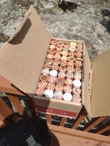 Your choice 3 boxes of Canadian/ American pennies unsearched - Photo 5