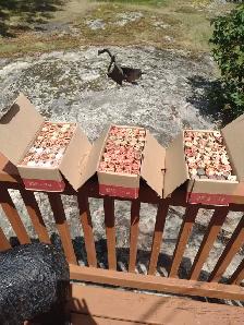 Your choice 3 boxes of Canadian/ American pennies unsearched - Photo 6