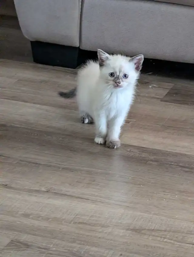 one ragdoll boy left