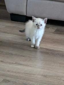 one ragdoll boy left