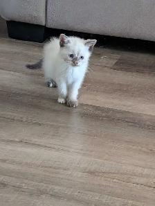 one ragdoll boy left - Photo 2