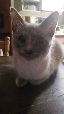 one ragdoll boy left - Photo 3