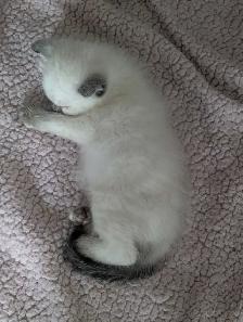 one ragdoll boy left - Photo 5