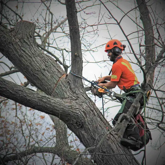 NOW HIRING!!Tree Service Workers with valid driver license