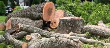 NOW HIRING!!Tree Service Workers with valid driver license - Photo 3