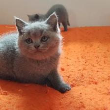 Scottish Fold and Scottish Straight kittens CCA/AFC registered - Photo 7