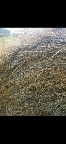 First Cut Timothy Mix 4x4 Round bales Port Colborne - Photo 3
