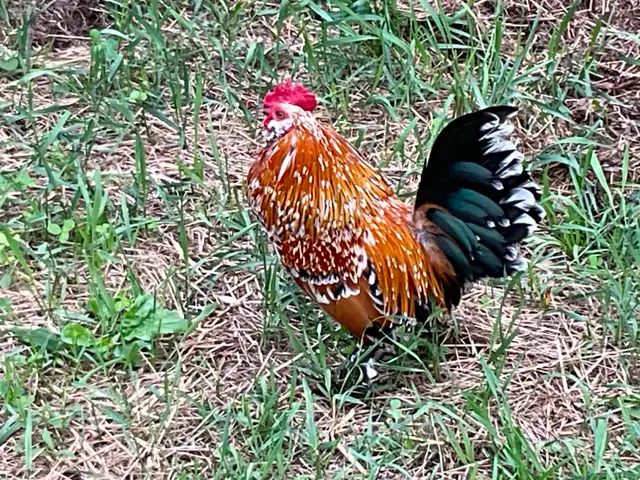 Rooster For Free