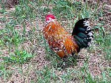 Rooster For Free