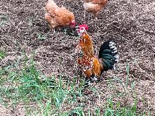 Rooster For Free - Photo 2