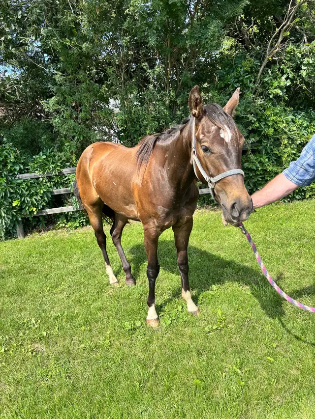 2 year old Standardbred mare