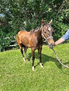 2 year old Standardbred mare