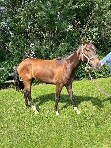 2 year old Standardbred mare - Photo 2